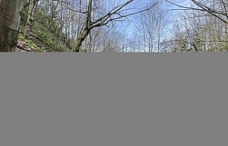 Düzce'de şubat ayında bahar havası doğada...