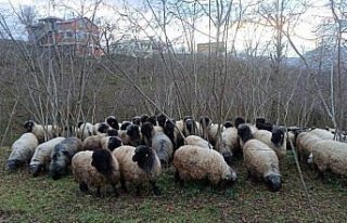 Giresun'da Çepni koyunu koruma altına alındı