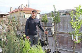 Havza'da meyve ve ağaç fidanları satışa...