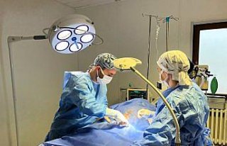 Kastamonu'da köpeğin idrar kesesindeki taşlar...