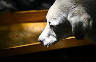 Samsun'da artık yemeklerden geçen yıl sahipsiz...