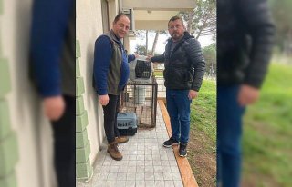 Sinop'ta yaralı atmaca koruma altına alındı