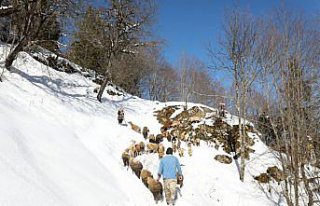 “Türkiye'nin Heidi'si“ Hamdu Sena'nın...