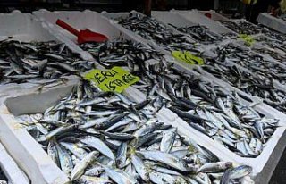 Zonguldak'ta balık tezgahlarında istavrit bolluğu...