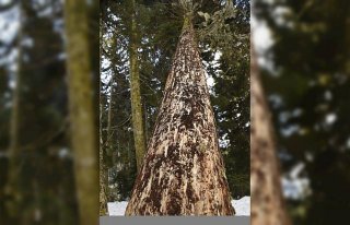 Artvin'de ladin ağaçlarının kurumasına neden...