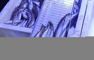 Ayancık'ta balık satış yerlerinde denetim...