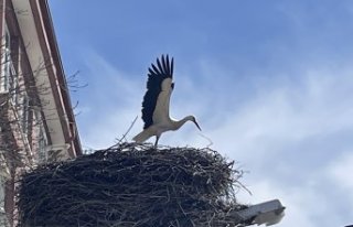 “Baharın müjdecisi“ leylekler, Bolu'ya...