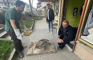 Bolu'da kanadı ampute edilen şah kartal Sakarya'da...
