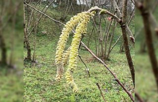 Fındık üreticilerine “tarım sigortası yaptırın“...