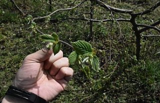 Fındıkta modern bahçeler ürün kalitesini ve üreticinin...