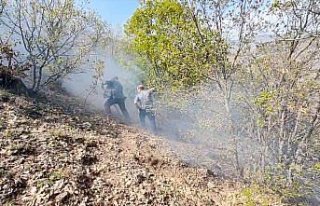 Çorum'da çıkan yangında 10 dekar ağaçlık...