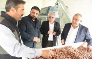 Düzce'de üreticiler, hasat ettiği fındığı...