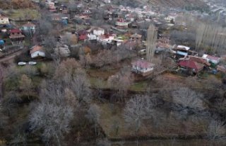 Kastamonu'daki asırlık Türk fındığı ağaçları...