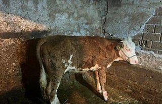 Kastamonu'da su kanalına düşen ineğin sahibi...