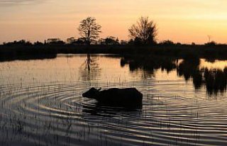 Kızılırmak Deltası'nda gün doğumu