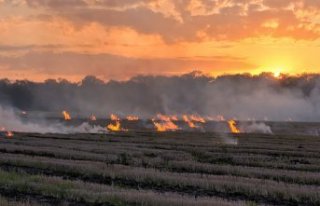 Sam­sun'da tarım ara­zi­sin­de çıkan yan­gın...