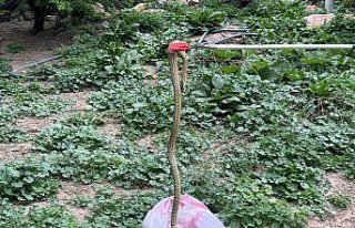 Tokat'ta evin bahçesinde bulunan yılan yakalanarak...