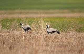Türkülere konu olan telli turnalar Amasya'da...