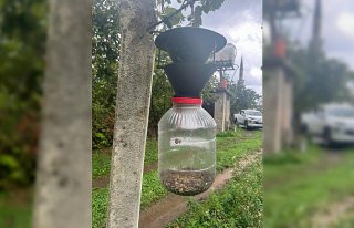 Artvin'de kahverengi kokarcayla mücadele devam...