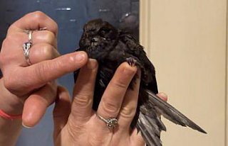 Bartın'da ev hanımının bakımını üstlendiği...