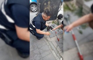 Bolu'da elektrik panosuna sıkışan kedi yavrusu...