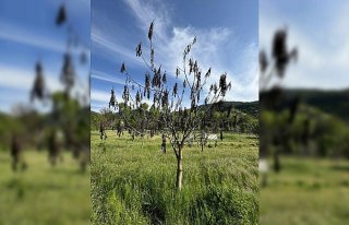 Bolu'da tarım alanları zirai dondan etkilendi