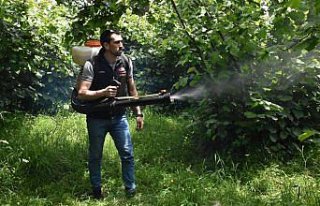 Fındık üreticileri bahçelerde hasat sezonu öncesi...