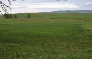 İlkbahar yağmurları Karabüklü hububat ve yem...