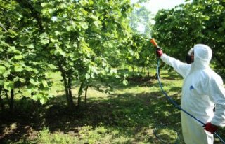 Ordu'da sahil kesiminde fındık bahçelerinde...
