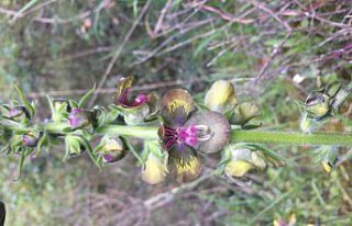 “Riva sığırkuyruğu“ yaşam döngüsüne geri...