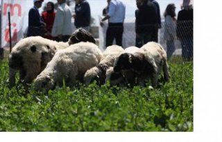 Samsun'da 8 farklı bitki çeşidinin ekildiği...