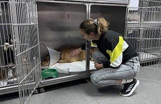 Zonguldak'ta taksinin çarpmasıyla uyluk kemiği...