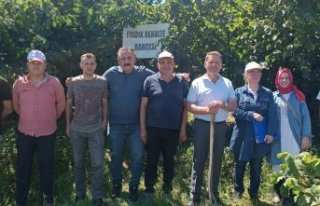 19 Mayıs ilçesinde fındık rekolte tespit çalışmaları...