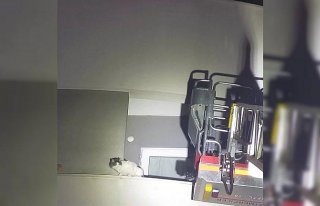 Bolu'da balkonda mahsur kalan kediyi itfaiye...