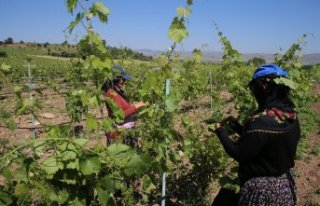 Tokat bağ yaprağının ihracı için biyoteknik...