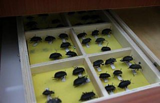 Tokat'ta üniversitenin “böcek müzesi“nde...