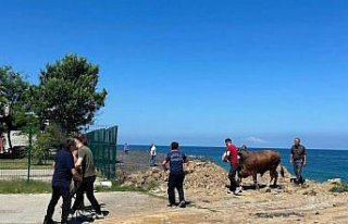 Zonguldak'ta kesime getirildiği sırada denize...