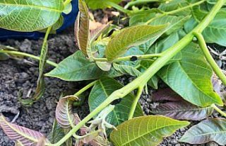 Cevizi tehdit eden zararlıyla mücadele dönemi başladı