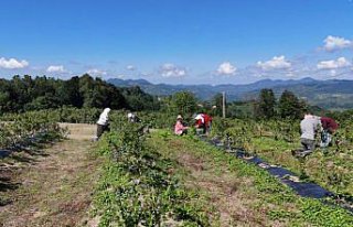 Ordu'da mavi yemiş fındık üreticilerine ilave...