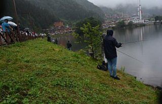 Uzungöl'de 7. Geleneksel Alabalık Avlama Yarışması...