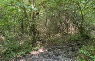 Zonguldak'ta kayıp 73 yaşındaki kadın aranıyor