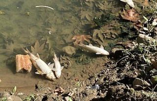 Bartın Irmağı'ndaki balık ölümlerine ilişkin...