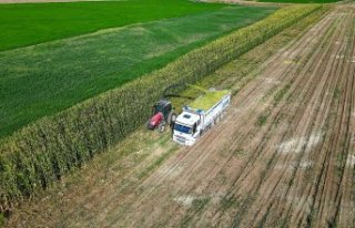 Bayburt'ta 5 bin dekar alanda üretimi yapılan...
