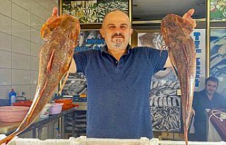 Sinop'ta 4 kilogramlık kırlangıç balığı...