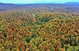 Anadolu Otoyolu'nun Bolu Dağı kesimi sonbahar...