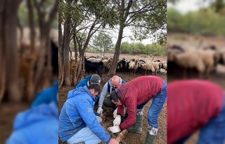 Keneyle ilgili Türk ve Japon araştırmacılar saha...