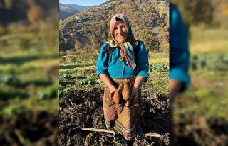 Giresun'da tatlı patatesin çiftçiye yeni gelir...