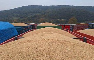 TMO, Bafra Ovası'nda çeltik alımına aralık...