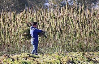 Üniversitenin deneme arazisinde yetiştirilen kenevir...