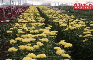 Çiçek sektörü 2024'te Tokat ekonomisine yaklaşık...